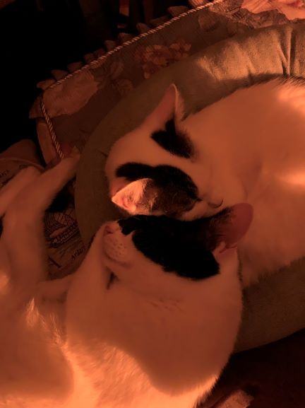 画像に alt 属性が指定されていません。ファイル名: unnamed.jpg